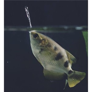 Archer Fish ( Tüküren Okçu Balığı ) 6-7 Cm