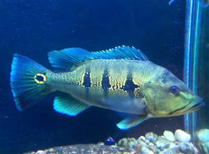 Peacock Bass Blueazul 7 Cm
