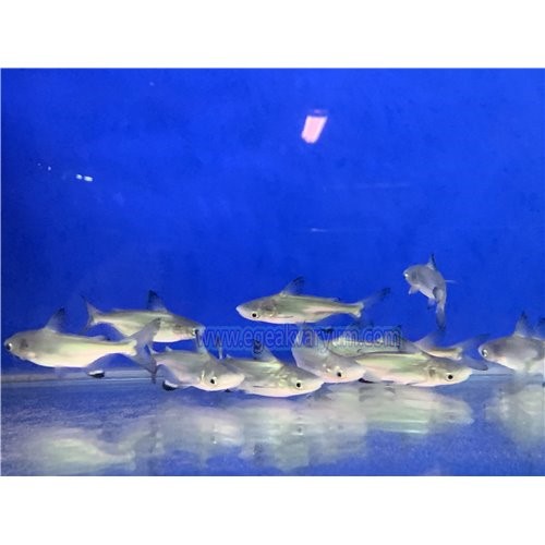 Challenger Köpek Balığı 10-11 cm 