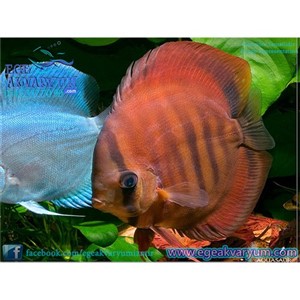 Rose Red Discus 6 Cm (ithal)