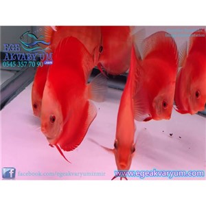 Red Ruby Discus 6-7 Cm (ithal)