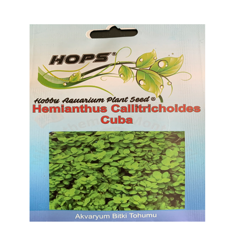 Hemianthus Callitrichoides Cuba Bitki Tohumu 