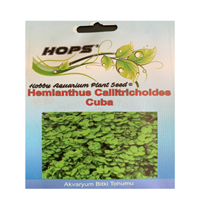 Hemianthus Callitrichoides Cuba Bitki Tohumu