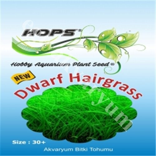 Dwaif Hairgrass - Bitki Tohumu 
