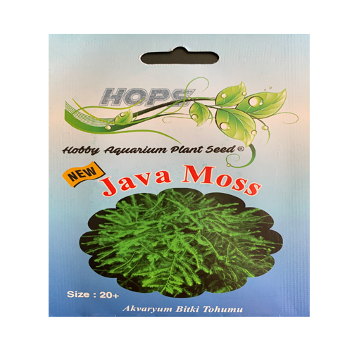 Java Moss Bitki Tohumu 