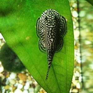 Borneo Kelebek Vatoz 3-4 Cm