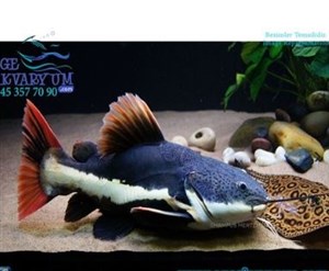 Red Tail Cat Fish 11-13 cm 