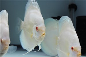 Albino Platinyum Discus 9 cm