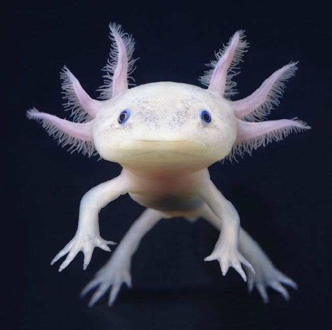 Axolotl Meksika Semenderi 6 cm 