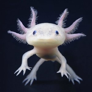 Axolotl Meksika Semenderi 6 cm