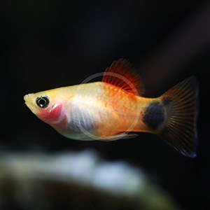 Mickey Mouse Platy 3 cm