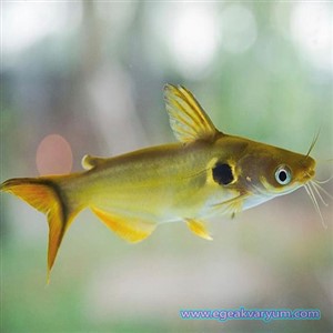 Sunshine Catfish (Noktalı Kedi Balığı) 9-10 cm